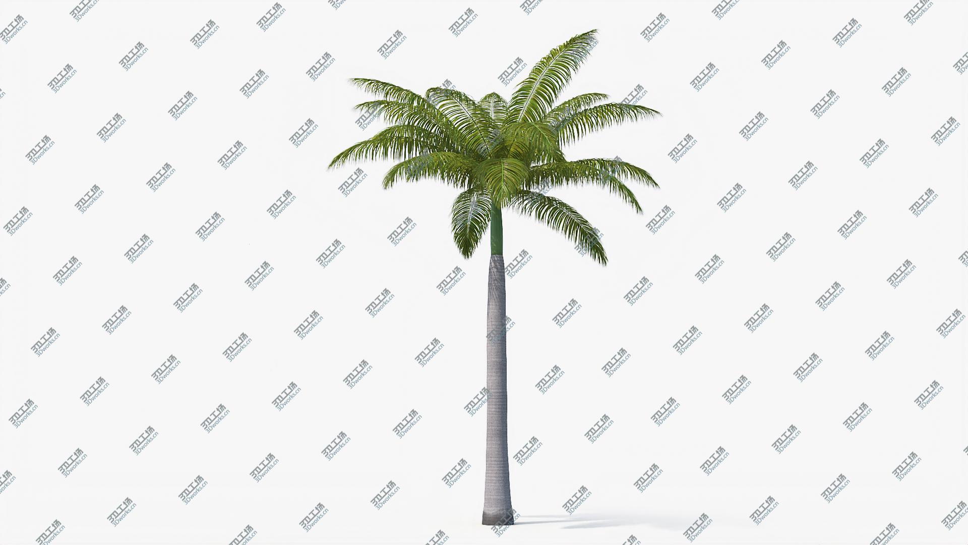 images/goods_img/2021040163/3D Palms Royal 04 model/3.jpg